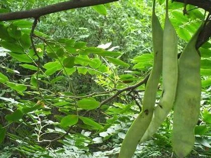 古代没有洗头水 古人洗头都用什么东西