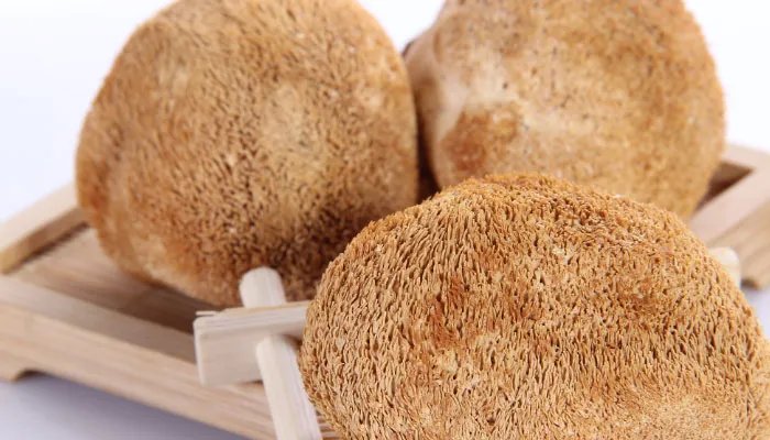 猴头菇产地 猴头菇的产地在哪里