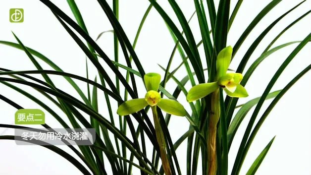 兰花的养殖方法