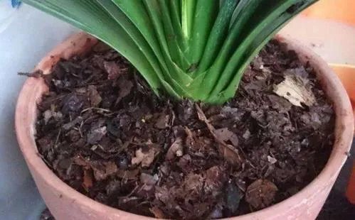 花盆里有小飞虫怎么办？