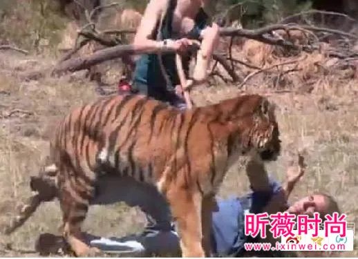 男子作死挑逗老虎:下一秒悲剧（组图）