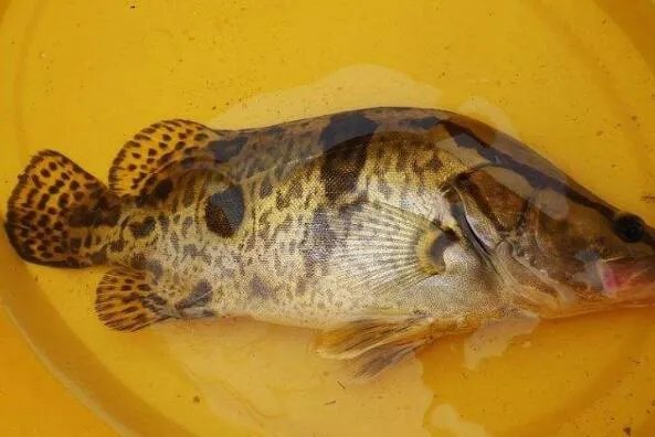 世界上最贵的十种鱼 波纹唇鱼上榜，第七被誉为“冰海之皇”