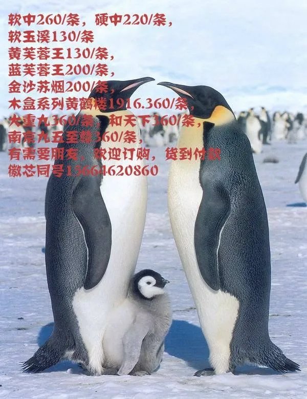 哪里可以查看云烟印象价格表和图片？