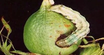 枣粘虫很严重，我们应该怎么解决？