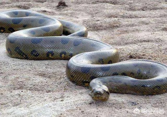 有哪些大蟒蛇类的特效电影值得推荐?