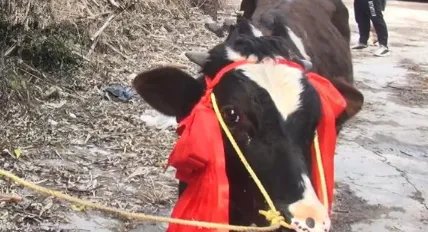 梅州女生中奖一头奶牛冲上热搜，岁末年终你这一年都有哪些消费？