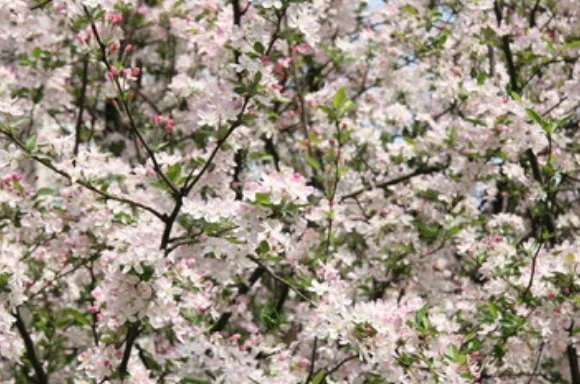 2019北京玉渊潭樱花节时间 2019玉渊潭樱花节门票价格