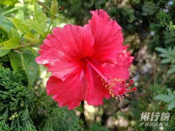 华为畅享20plus值得入手吗_华为畅享20plus手机好不好