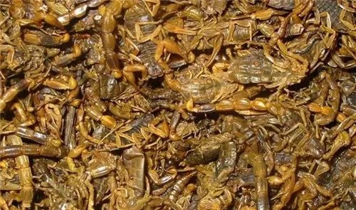 全虫是什么 全虫用药有哪些禁忌呢