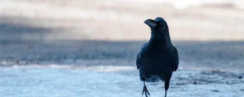 爱屋及乌是什么意思 爱屋及乌是什么意思解释