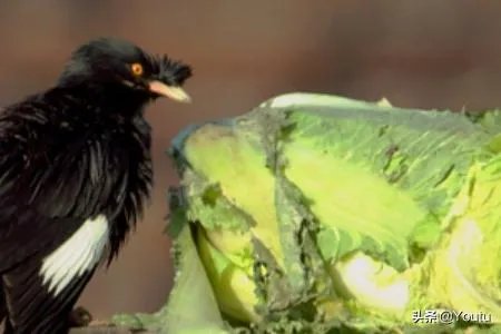 教八哥说话的一些技巧？