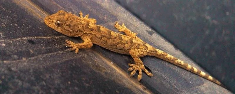 壁虎喜欢吃什么