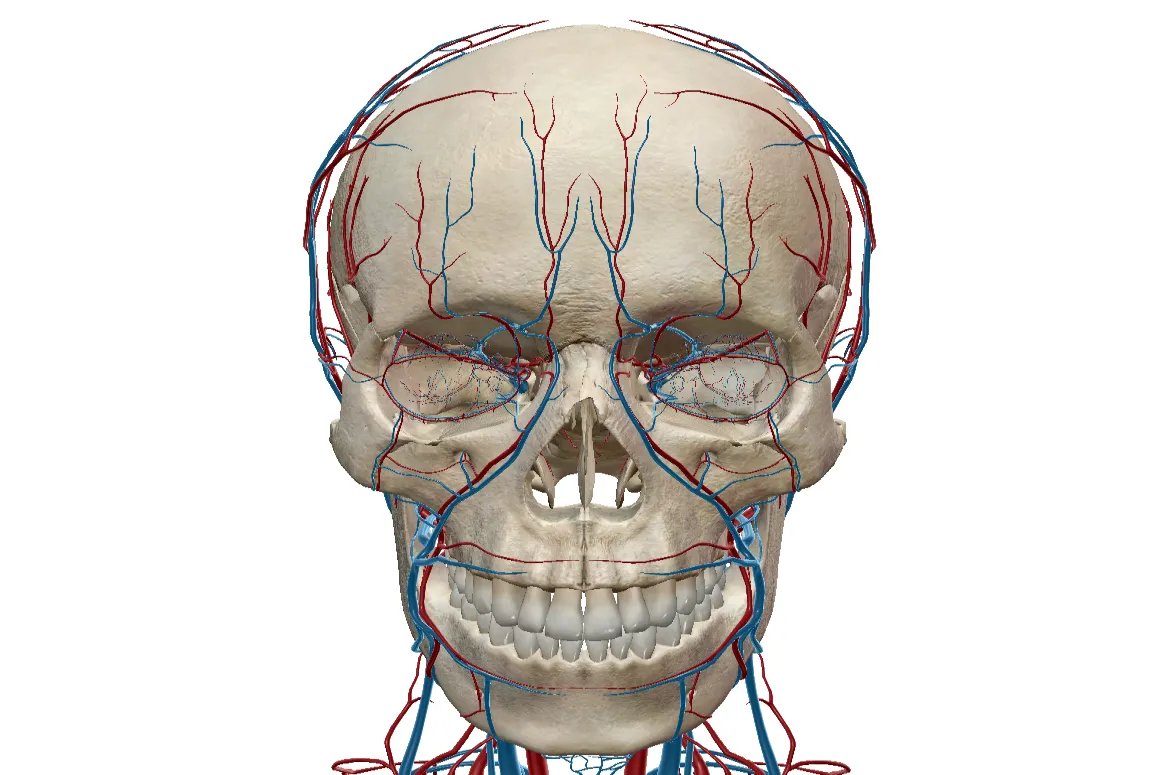 头部详细部位图