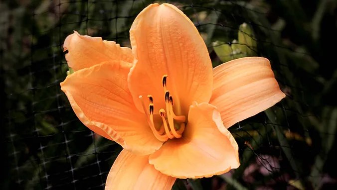 黄花的营养价值