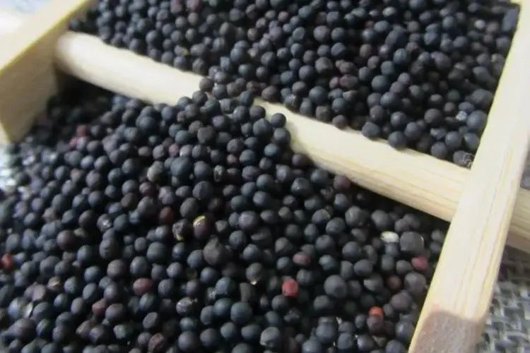 王不留行全草图片