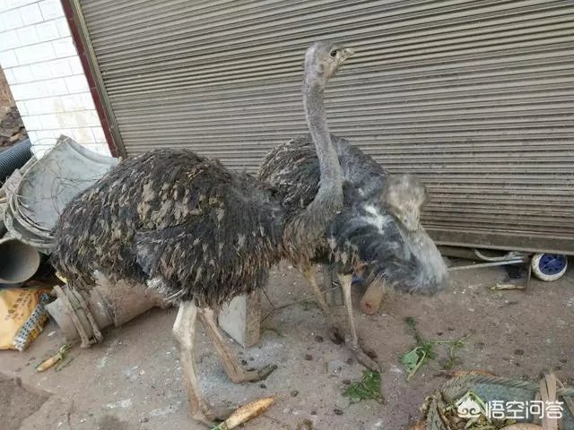 鸵鸟肉好不好吃？感觉怎么样？