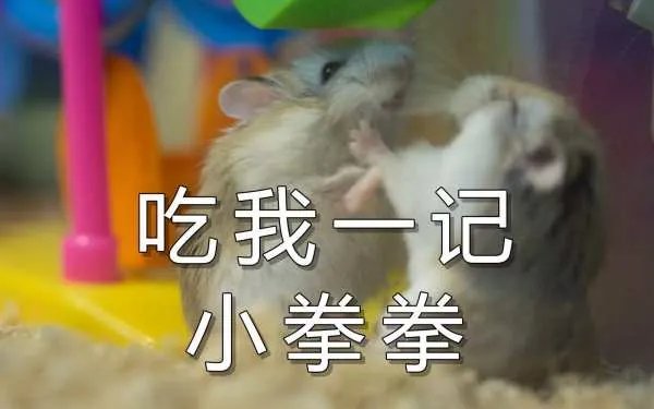 小拳拳捶你胸口原文