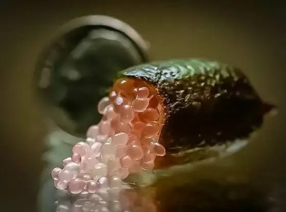 吃过这些水果的都是土豪，小编才第一次见识