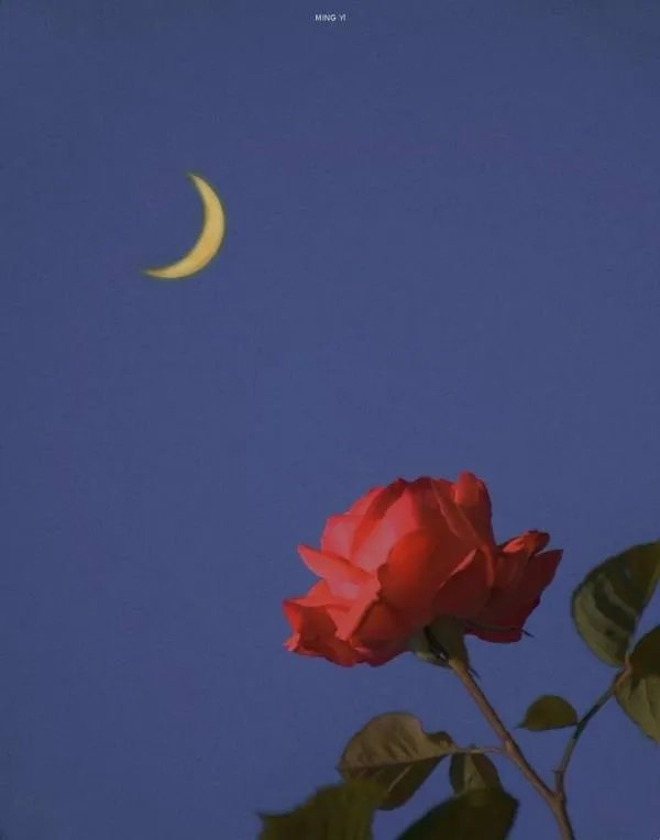 某某木苏里未删减版txt