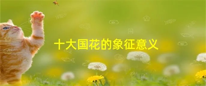 十大国花的象征意义