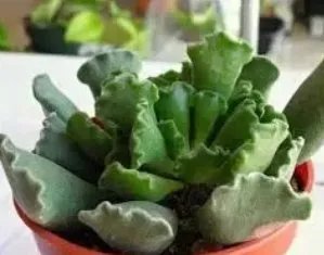 肉质植物都有哪些?