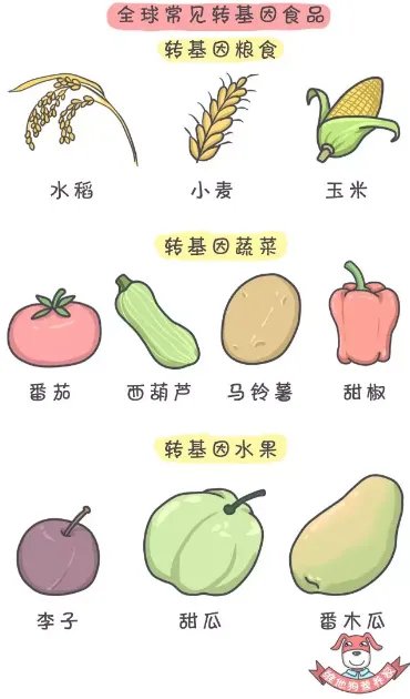 ”美国人不吃转基因食物”谁说的?他们吃得欢着呢!