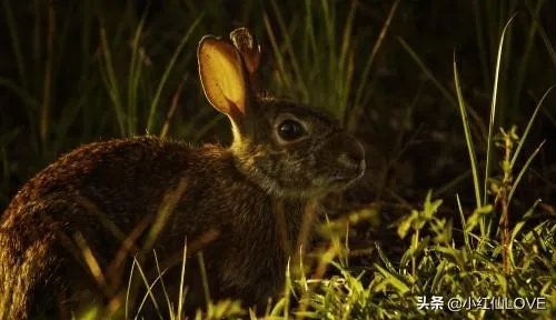 广西养殖什么最赚钱