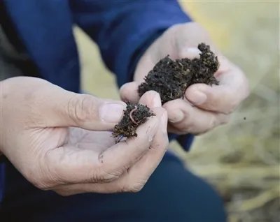 台东一小学现大量蚯蚓,遍布小学操场跑道,这些蚯蚓究竟从何而来?