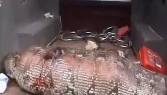 蟒蛇生吞小孩 解剖后惊呆全场人（组图）