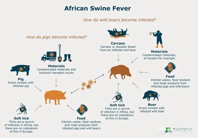 非洲猪瘟目前是什么情况？