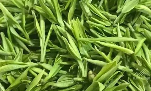 福建名茶有哪些品牌