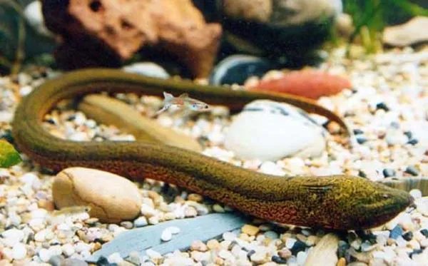 世界最大的黄鳝46斤