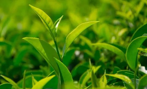 福建名茶有哪些品牌