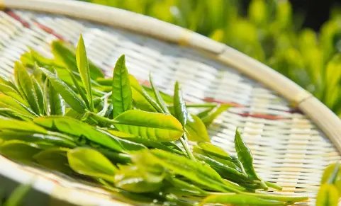 福建名茶有哪些品牌