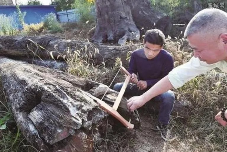 男子发现明代沉木 初步鉴定价值两千万元