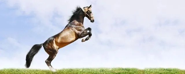 活马是什么意思 你知道什么意思吗