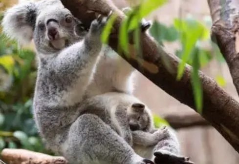 考拉打架打输哭到声音沙哑，你印象中的考拉是种怎样的动物？