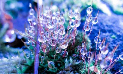 2020冬至圆是什么_冬至圆的历史由来