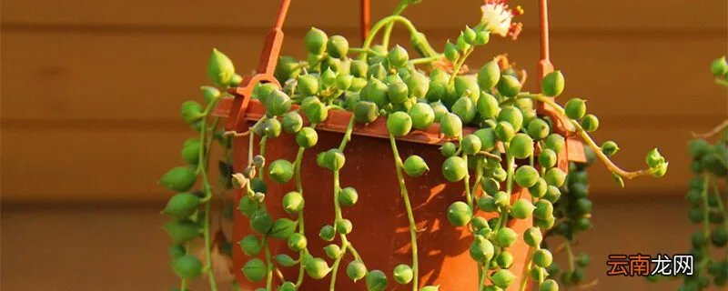 兰花的价格，最贵的兰花图片及价格？