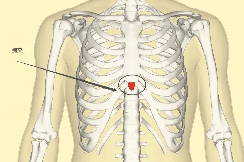 人体剑突在什么位置图片