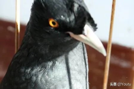 教八哥说话的一些技巧？