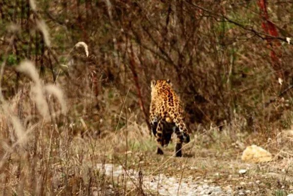秦岭南坡40年来首次发现金钱豹，金钱豹属于稀缺动物吗？