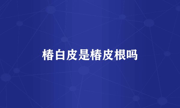 椿白皮是椿皮根吗