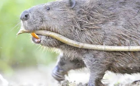 呆萌河狸在河边认真搓澡，如何评价这只可爱的小河狸？