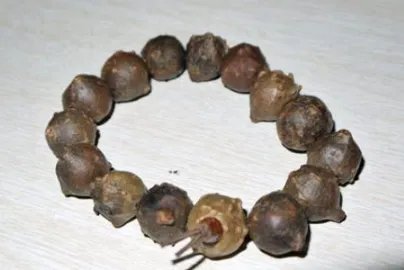 菩提子有哪些种类？菩提子种类大全图片介绍！