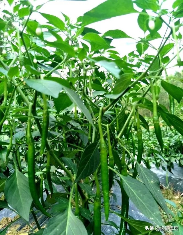 辣椒树能活几年?