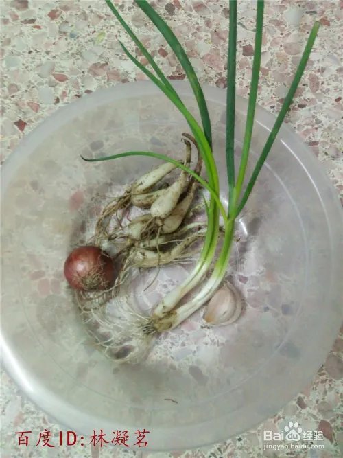 何蓝豆怎么做好吃