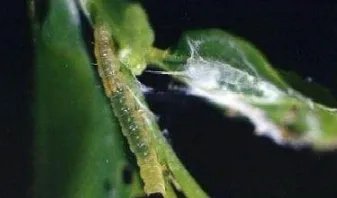 枣粘虫很严重，我们应该怎么解决？