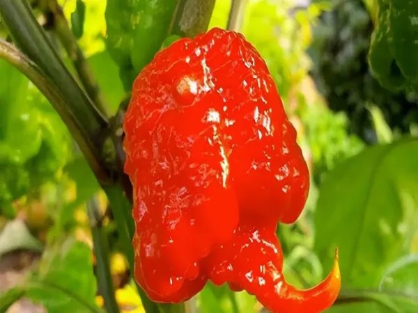 世界上最辣的辣椒