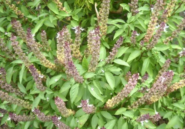 菜谱中的九层塔是什么菜啊?